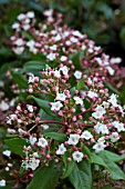 VIBURNUM TINUS GWENLLIAN