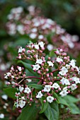 VIBURNUM TINUS GWENLLIAN