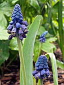 BELLEVALIA PYCNANTHA (MUSCARI PARADOXUM),  GRAPE HYACINTH