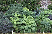 WEST DEAN KALE TRIAL