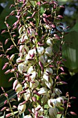 YUCCA FILAMENTOSA VARIEGATA