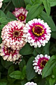 ZINNIA MAZURKIA