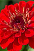 ZINNIA SUPER YOGA DARK RED