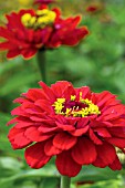 ZINNIA SUPER YOGA DARK RED