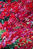 ACER PALMATUM BLOODGOOD