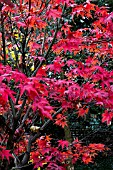 ACER PALMATUM ELEGANS