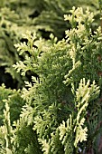 CHAMAECYPARIS LAWSONIANA PYGMEA ARGENTEA