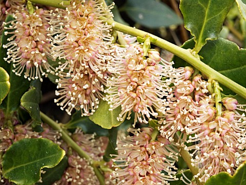 ERCILLA_VOLUBILIS