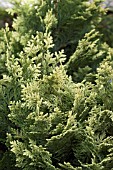 CHAMAECYPARIS LAWSONIANA PYGMEA ARGENTEA