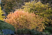 CORNUS MIDWINTER FIRE