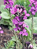 ERYSIMUM BICOLOR BOWLES MAUVE,  WALLFLOWER