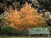 CORNUS SANGUINEA AMYS WINTER ORANGE