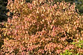 CORNUS SANGUINEA MIDWINTER FIRE