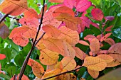 COTINUS COGGYGRIA GRACE