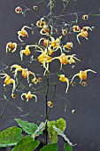 EPIMEDIUM AMBER QUEEN