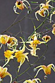 EPIMEDIUM AMBER QUEEN