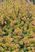 ERICA X DARLEYENSIS TWEETY