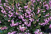 ERICA X DARLEYENSIS WINTER TREASURE