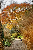 FAGUS ENGLERIANA