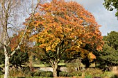 FAGUS ENGLERIANA