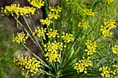 FOENICULUM VULGARE ROMANESCO