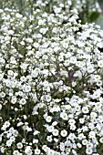 GYPSOPHILA PANICULATA SUMMER SPARKLES (ESM CHISPA)