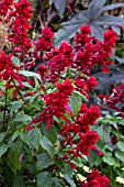 SALVIA SAUCY RED