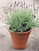 LAVANDULA DENTATA FATHEAD,  LAVENDER