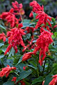 SALVIA SPLENDENS BONFIRE