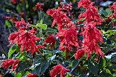 SALVIA SPLENDENS BONFIRE