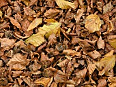 FAGUS SYLVATICA FALLEN AUTUMN LEAVES