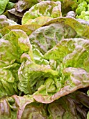 LETTUCE MARVEL OF FOUR SEASONS