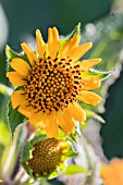 SMALLANTHUS SONCHIFOLIUS