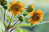 SMALLANTHUS SONCHIFOLIUS