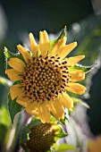 SMALLANTHUS SONCHIFOLIUS