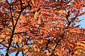SORBUS SARGENTIANA