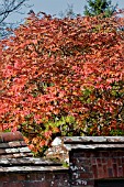 SORBUS SARGENTIANA