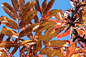 SORBUS SARGENTIANA