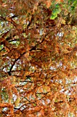 TAXODIUM DISTICHUM