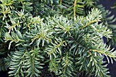 TAXUS BACCATA REPENS AUREA