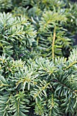 TAXUS BACCATA REPENS AUREA