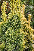 TAXUS BACCATA STANDISHII,