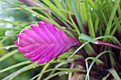 TILLANDSIA CYANEA