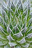 ALOE ARISTATA