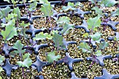 BRASSICA OLERACEA VAR ACEPHALA SCARLET KALE