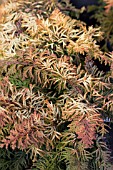 CHAMAECYPARIS OBTUSA FERNSPRAY GOLD