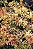 CHAMAECYPARIS OBTUSA FERNSPRAY GOLD