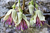 CLEMATIS NAPAULENSIS