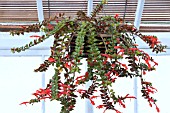 COLUMNEA X BANKSII