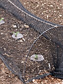 PIGEON NETTING AND FELT CIRCLES FOR CABBAGE ROOT FLY CONTROL